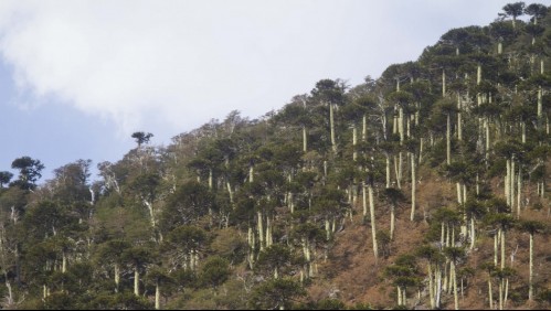 Conaf Araucanía determinó cierre de parques, reservas y monumentos por sistema frontal
