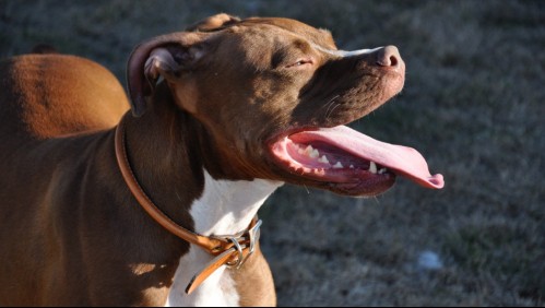 'Era asesino, nos quería comer': balean a perro pitbull tras atacar a 8 personas