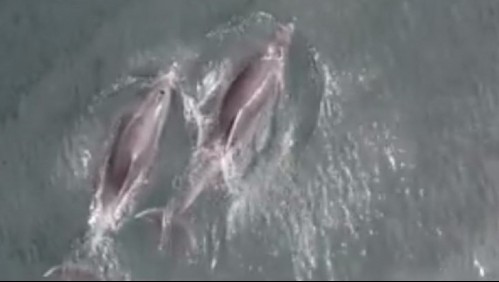 Captan a grupo de toninas nadando frente a las costas de Reñaca