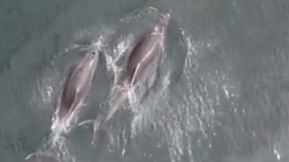 Captan a grupo de toninas nadando frente a las costas de Reñaca