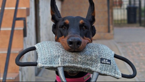 Perros inteligentes: conoce las razas más obedientes y adaptables al entorno