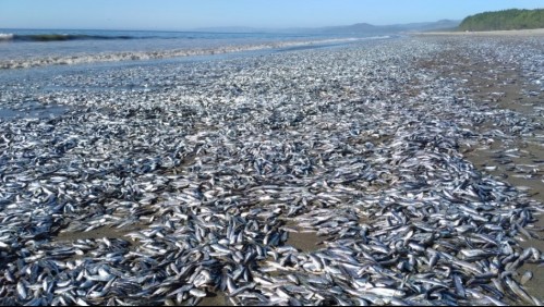 'Especies pelágicas': Varazón masiva de peces en Playa de Arauco