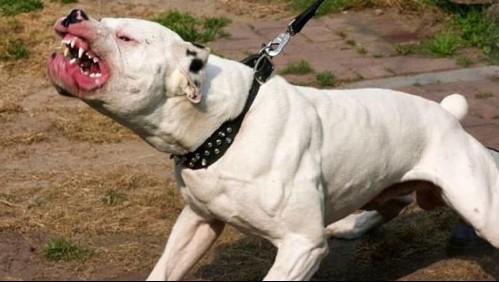 Niño héroe termina herido de gravedad por defender a hermano menor del ataque de un pitbull