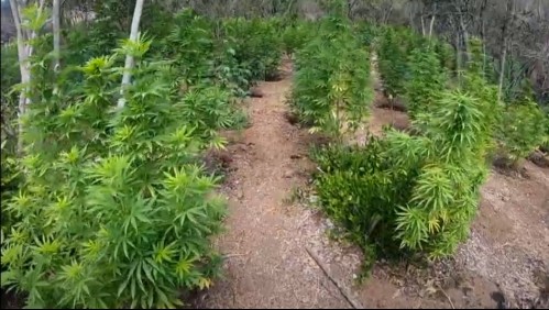 Incautan 3.550 plantas de cannabis y 50 kilos de marihuana procesada en Casablanca