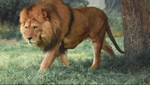 Matrimonio sobrevive a ataque de león que entró a la carpa donde dormían