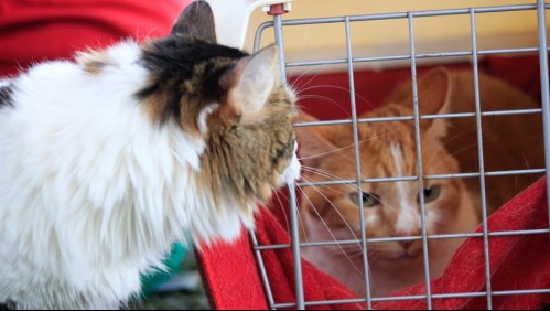 SAG sale al paso por comida de gatos que supuestamente estaría provocando daños a la salud