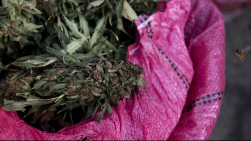 Detienen a traficante que transportaba más de una tonelada de marihuana en Antofagasta