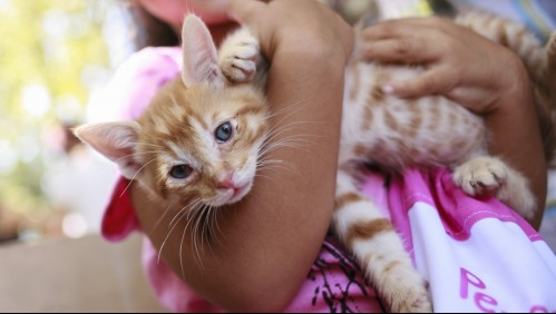 Master Cat realiza retiro preventivo de alimento tras denuncias por daño a salud de mascotas