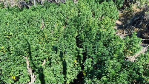 Carabineros incauta más de 3.200 plantas de marihuana en Cabildo