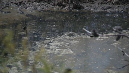 Denuncian que lanzan residuos de baños químicos a humedal de Mantagua