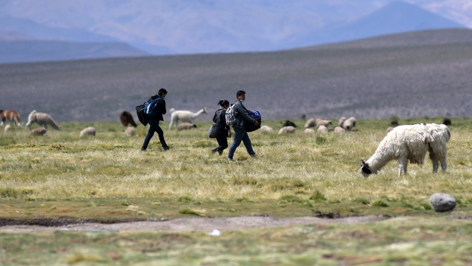Inmigración Comerciante de Colchane por crisis migratoria: