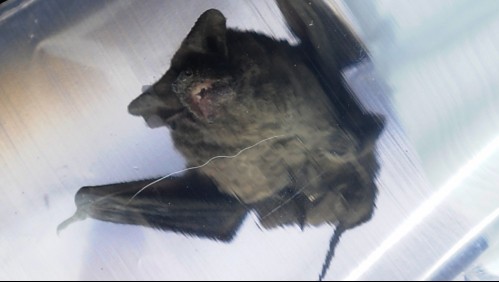 Encuentran a murciélagos con un nuevo tipo de coronavirus en Tailandia