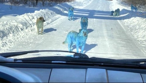 Aparición de perros callejeros azules asombra a los habitantes de una ciudad rusa