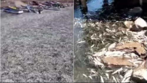 Videos dan cuenta de gran varazón de sardinas en río de la Región del Biobío