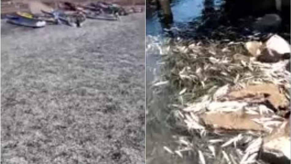Videos dan cuenta de gran varazón de sardinas en río de la Región del Biobío Videos dan cuenta de gran varazón de sardinas en río de la Región del Biobío