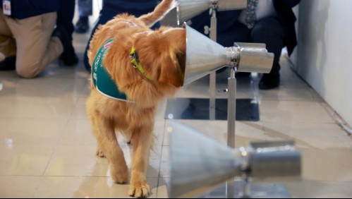 En Corea hicieron test de PCR a un perro luego que su dueño se contagiara de coronavirus