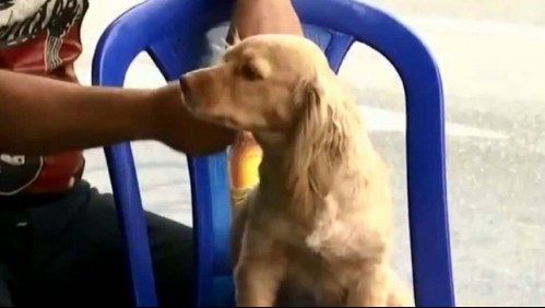 Mujeres evitan asalto con sillas, botellas y la ayuda de un perro héroe