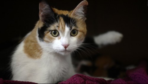 'Es tragicómico': acusan a gato de robar las prendas de ropa de vecinos en Maipú