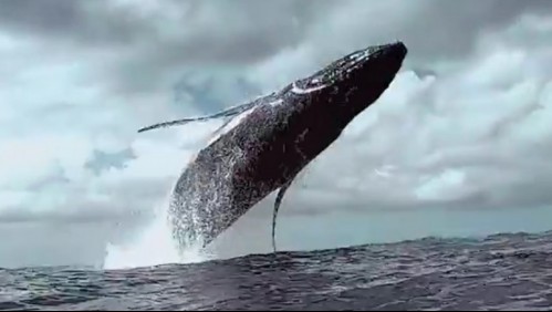 Documentalista chileno dejó su acomodada vida de negocios para seguir ballenas