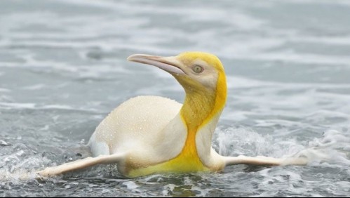 ¡Increíble! Retratan por primera vez a un pingüino rey completamente amarillo