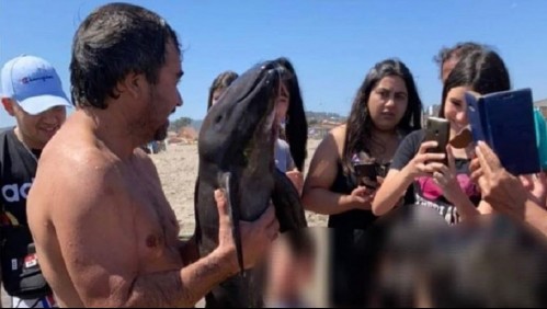 Critican a bañistas de El Tabo que se fotografiaron y manipularon a marsopa varada en la playa