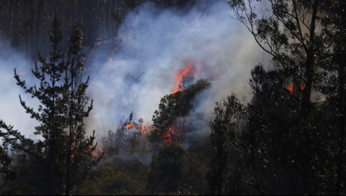 La Araucanía: Declaran Alerta Roja por incendio forestal en la comuna de Cholchol