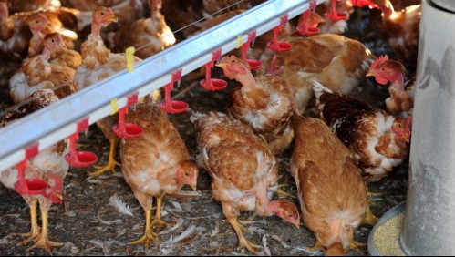Detectan en Rusia primer caso de transmisión de cepa H5N8 de gripe aviar al ser humano