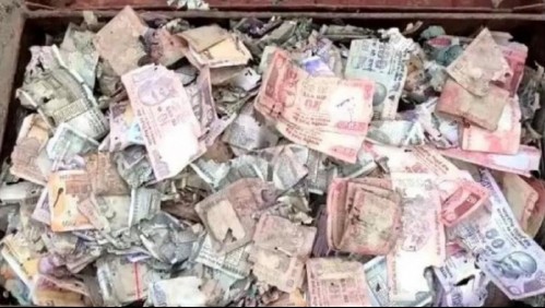 Granjero vive pesadilla: Una plaga de termitas se come todos los ahorros de su vida