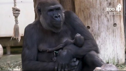 Anuncian esperanzador nacimiento de bebé gorila en Alemania