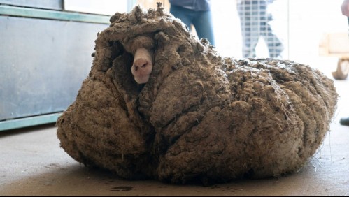 Rescatan oveja salvaje en Australia: Animal cargaba 35 kilos de lana