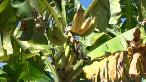 Extraña e incurable plaga de hongo podría acabar con los plátanos