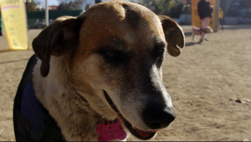 Estudio: Primeros seres humanos llegaron a América del Norte acompañados de perros