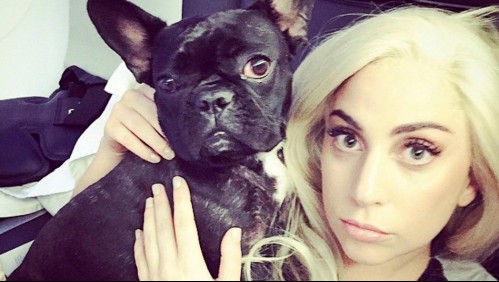 Balean a joven que paseaba perros de Lady Gaga para robarle los canes: Artista ofrece recompensa