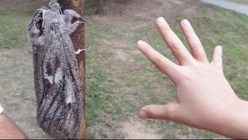 Encuentran polilla gigante en Australia: Es del tamaño de una mano