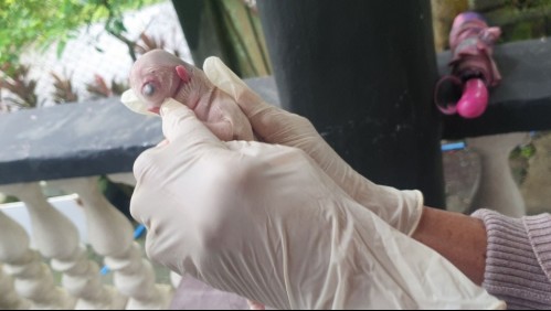 Cachorro nace con un solo ojo en la frente, dos lenguas y sin nariz