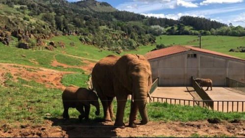 Elefanta mata a trabajador en zoológico de España tras golpearlo con su trompa