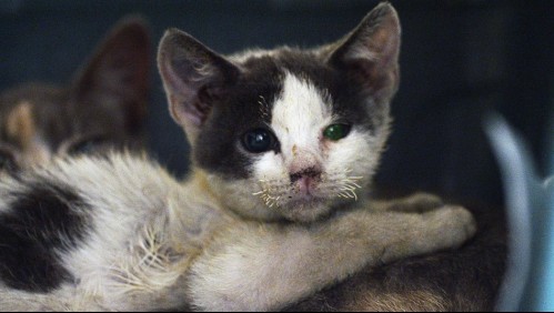 Sernac exigirá compensaciones para dueños de mascotas por alimentos 'Master Cat Gatitos'