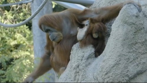 Primates fueron los primeros animales en vacunarse contra el coronavirus