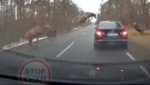 ¡Impresionante! Manada de ciervos choca y salta sobre costoso vehículo en Polonia