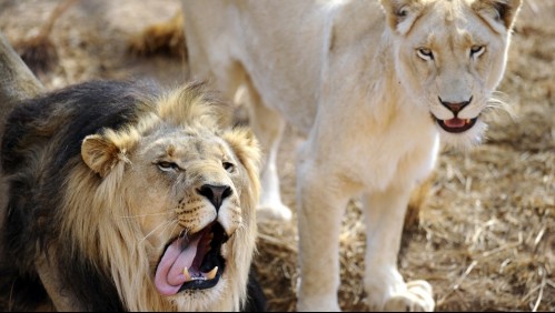 Rastreaba animales para cazar y fue devorado por dos leones en Sudáfrica