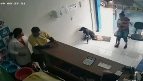 Perro fue internado por cáncer tras entrar cojeando a veterinaria pidiendo ayuda