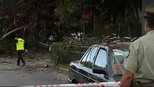Caída de árbol provocó accidente de tránsito entre taxi y motociclista en La Reina