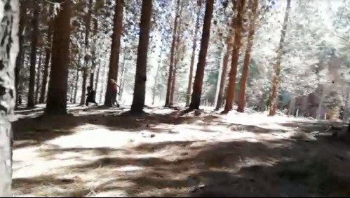 Dos carabineros resultan lesionados en procedimiento por tala de árboles en La Araucanía