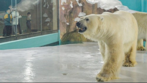 Inauguran polémico hotel en China: osos polares son exhibidos dentro del edificio