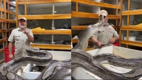 Video capta sorpresivo ataque de serpiente pitón a cuidador que la grababa