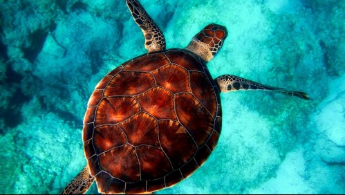 Diez adultos y nueve niños mueren tras comer carne de tortuga marina