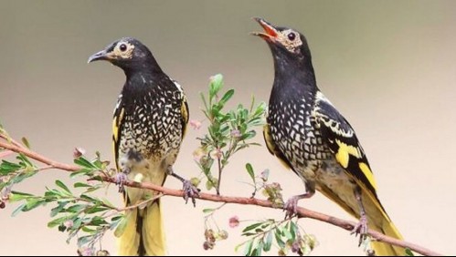 Mielero regente: el pájaro australiano que está perdiendo el canto vital para procrear