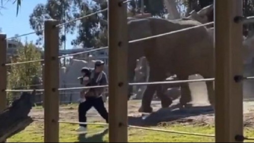 Quería una foto: Hombre se mete con su pequeña hija a jaula de los elefantes en zoológico