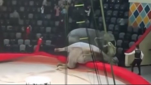 Impactante video: dos elefantes pelean en plena función y caen sobre primera fila de un circo
