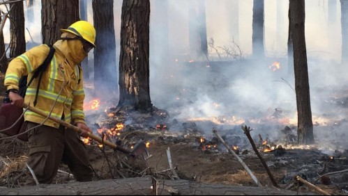 Al menos 20 hectáreas han sido arrasadas por incendio en Reserva Lago Peñuelas